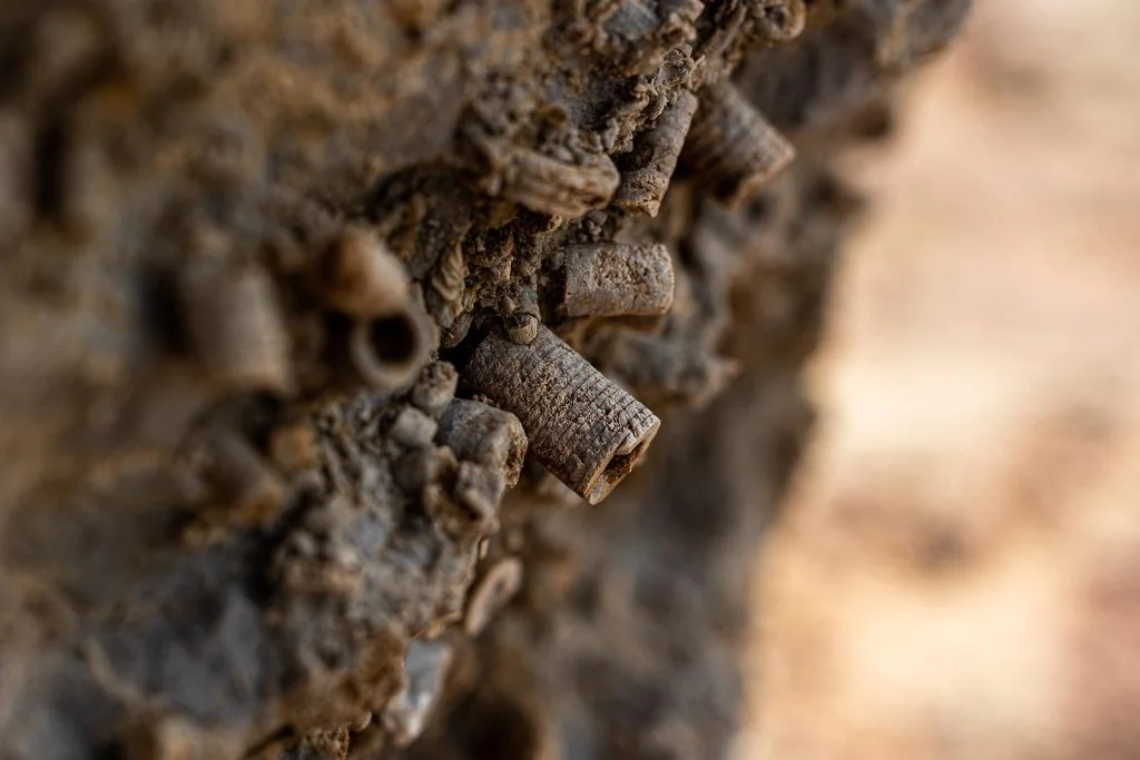 mandale fossil limestone details